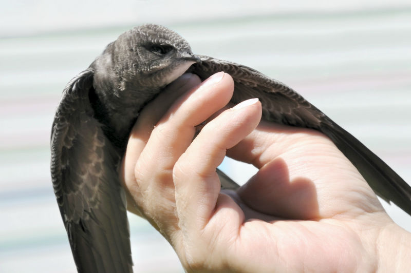On The Wing: Learning All About Chimney Swifts