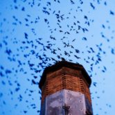Keep Chimney Swifts Out of Your Chimney